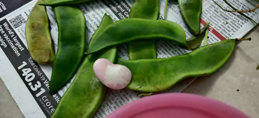 double_beans_masala - 272649185_302731488577256_7141027606622472136_n